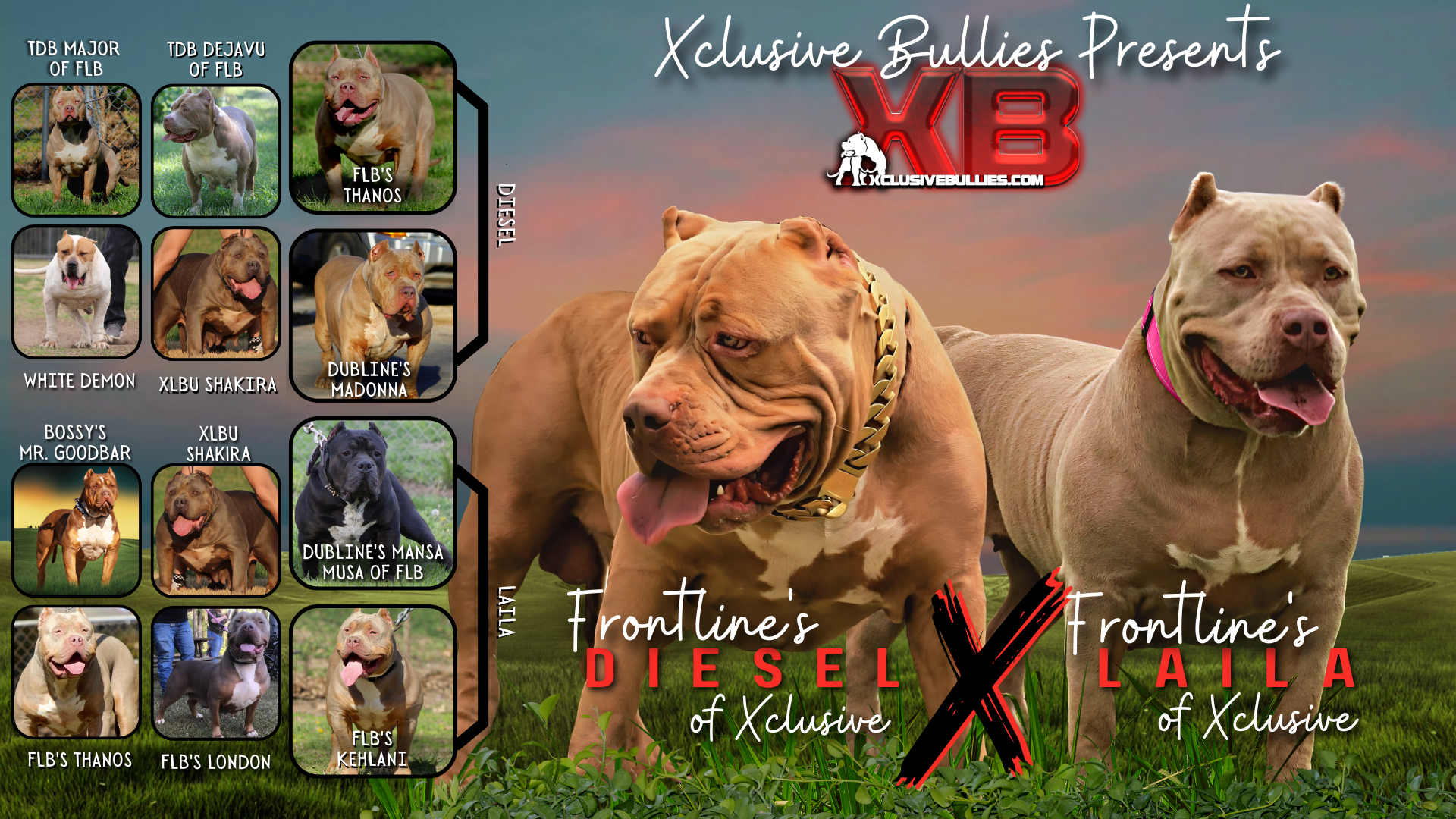 xl bullies for sale